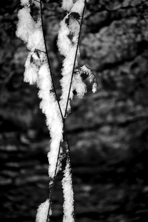 _MG_2672-Bearbeitet